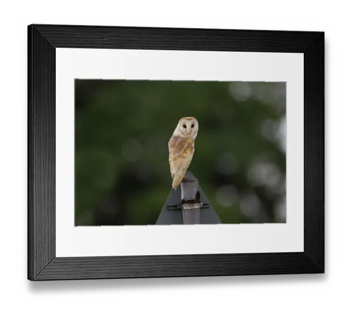 Framed Print : Barn Owl (Tyto alba) adult, perched on roadsign during daylight, Norfolk, England, June