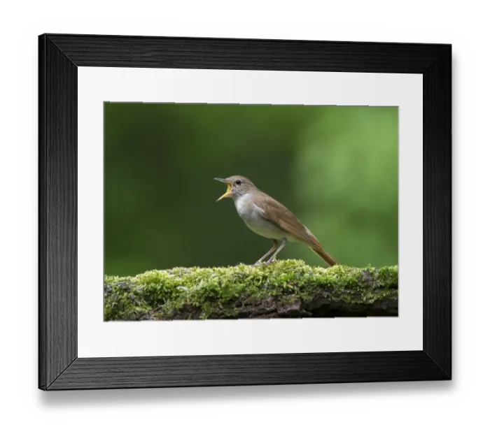 Framed Print : Common Nightingale (Luscinia megarhynchos) adult, singing, standing on moss covered log in woodland, Hortobagy N. P Framed Print : Common Nightingale (Luscinia megarhynchos) adult, singing, standing on moss covered log in woodland, Hortobagy N. P