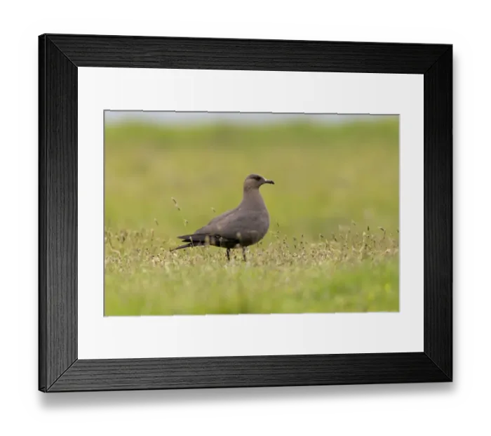 Framed Print : Arctic Skua (Stercorarius parasiticus) dark phase, adult, standing on grass, Noss, Shetland Islands, Scotland, June Framed Print : Arctic Skua (Stercorarius parasiticus) dark phase, adult, standing on grass, Noss, Shetland Islands, Scotland, June