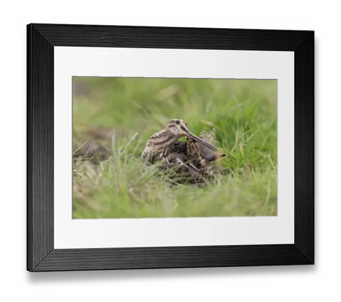 Framed Print : Common Snipe (Gallinago gallinago) adult, preening, standing on grass, Suffolk, England, September