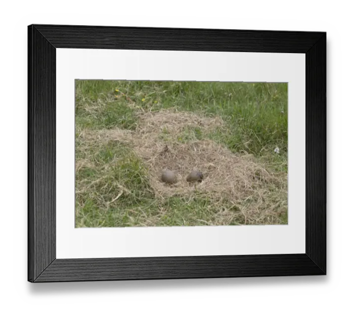 Framed Print : Great Skua (Stercorarius skua) two eggs in nest, Shetland Islands, Scotland, June Framed Print : Great Skua (Stercorarius skua) two eggs in nest, Shetland Islands, Scotland, June