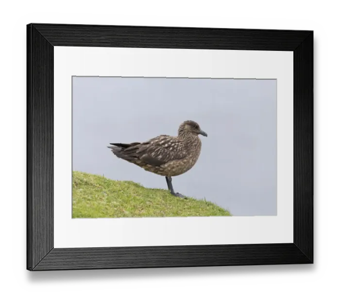 Framed Print : Great Skua (Stercorarius skua) adult, standing on clifftop, Shetland Islands, Scotland, June Framed Print : Great Skua (Stercorarius skua) adult, standing on clifftop, Shetland Islands, Scotland, June