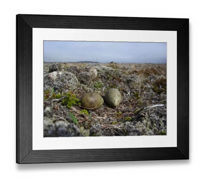 Framed Print : Arctic Skua (Stercorarius parasiticus) two eggs in nest, on volcanic tundra, Northeastern Iceland, July Framed Print : Arctic Skua (Stercorarius parasiticus) two eggs in nest, on volcanic tundra, Northeastern Iceland, July