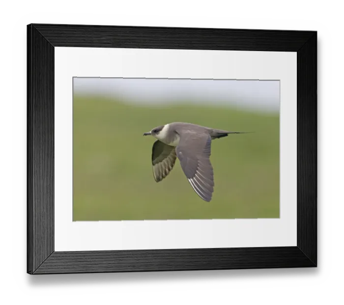 Framed Print : Arctic Skua (Stercorarius parasiticus) pale phase, adult, in flight, Noss, Shetland Islands, Scotland, June