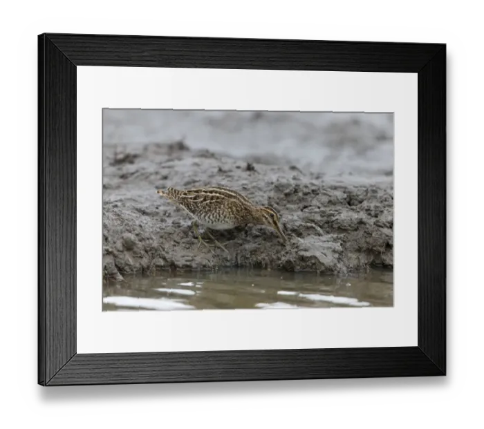 Framed Print : Common Snipe (Gallinago gallinago) adult, feeding on mud at edge of water, Suffolk, England, September