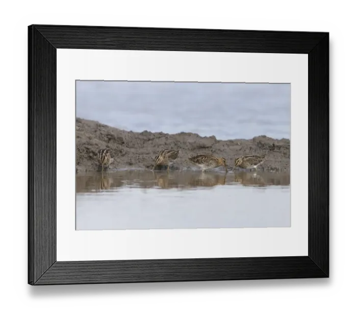 Framed Print : Common Snipe (Gallinago gallinago) four adults, feeding on mud in shallow water, Suffolk, England, September Framed Print : Common Snipe (Gallinago gallinago) four adults, feeding on mud in shallow water, Suffolk, England, September