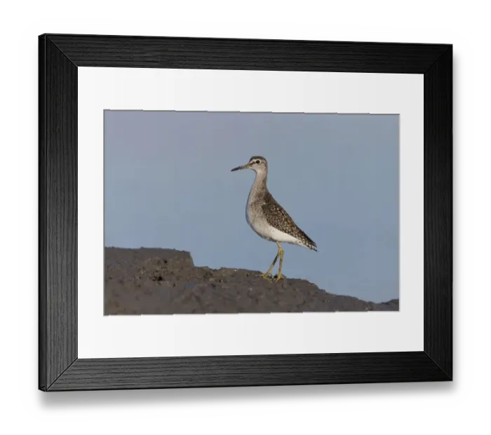 Framed Print : Wood Sandpiper (Tringa glareola) juvenile, standing on mud at edge of water, Suffolk, England, September Framed Print : Wood Sandpiper (Tringa glareola) juvenile, standing on mud at edge of water, Suffolk, England, September