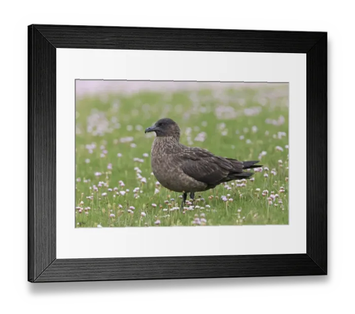 Framed Print : Great Skua (Stercorarius skua) adult, standing amongst flowering Thrift (Armeria maritima), Shetland Islands, Scotland Framed Print : Great Skua (Stercorarius skua) adult, standing amongst flowering Thrift (Armeria maritima), Shetland Islands, Scotland