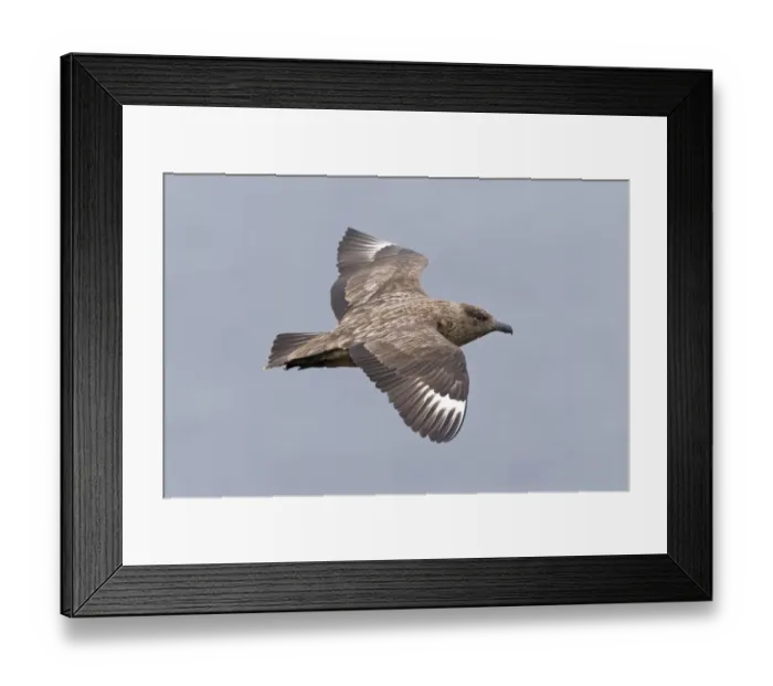 Framed Print : Great Skua (Stercorarius skua) adult, in flight, Shetland Islands, Scotland, June