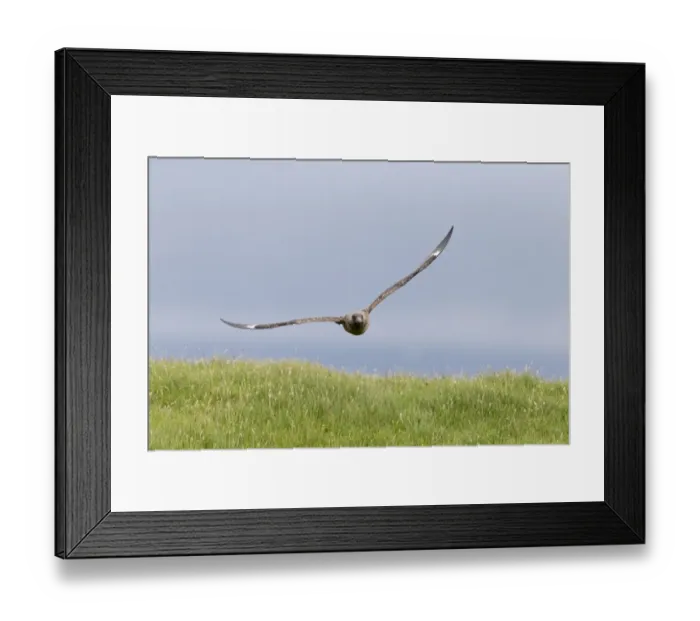 Framed Print : Great Skua (Stercorarius skua) adult, in low flight over grass, Shetland Islands, Scotland, June Framed Print : Great Skua (Stercorarius skua) adult, in low flight over grass, Shetland Islands, Scotland, June