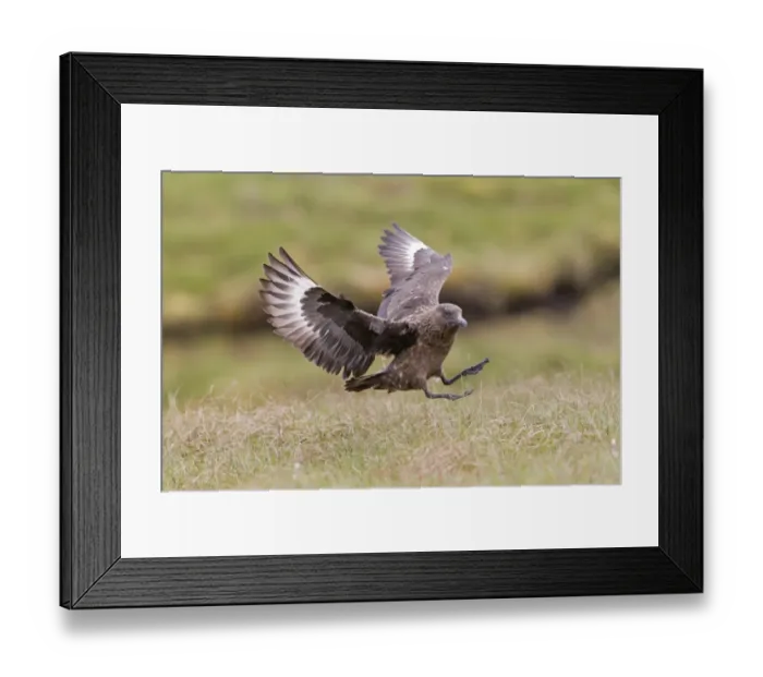 Framed Print : Great Skua (Stercorarius skua) adult, in flight, landing on grass, Shetland Islands, Scotland, June Framed Print : Great Skua (Stercorarius skua) adult, in flight, landing on grass, Shetland Islands, Scotland, June