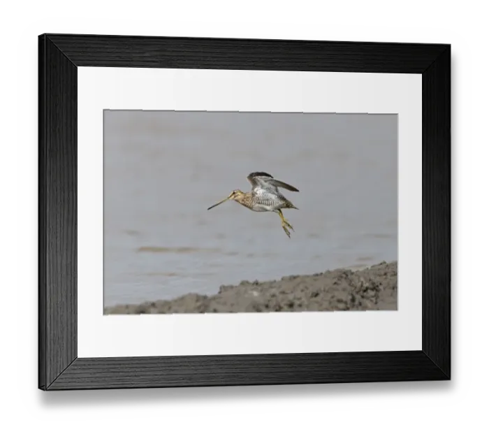 Framed Print : Common Snipe (Gallinago gallinago) adult, in flight over mud at edge of water, Suffolk, England, September Framed Print : Common Snipe (Gallinago gallinago) adult, in flight over mud at edge of water, Suffolk, England, September