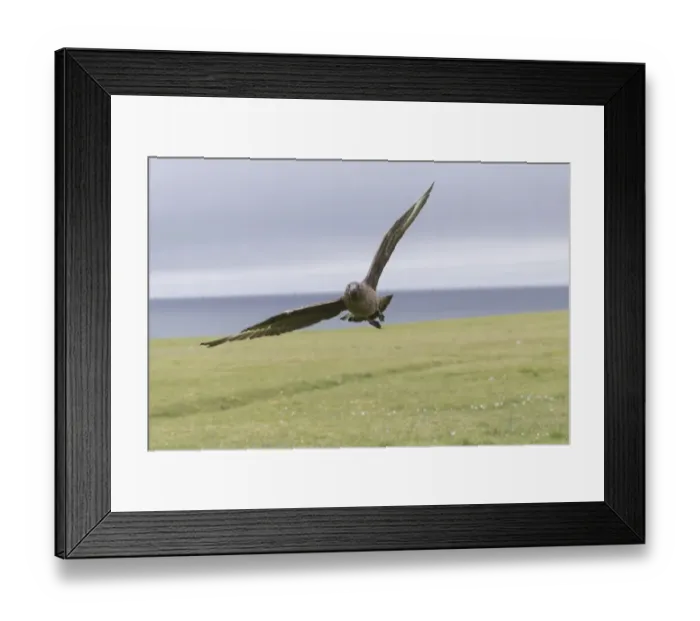 Framed Print : Great Skua (Stercorarius skua) adult, in flight, Shetland Islands, Scotland, June