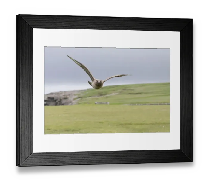 Framed Print : Great Skua (Stercorarius skua) adult, in flight, Shetland Islands, Scotland, June Framed Print : Great Skua (Stercorarius skua) adult, in flight, Shetland Islands, Scotland, June