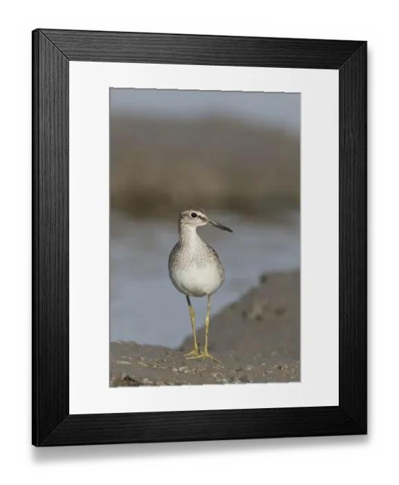 Framed Print : Wood Sandpiper (Tringa glareola) juvenile, standing on mud at edge of water, Suffolk, England, September