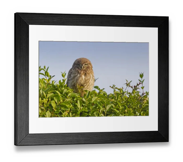 Framed Print : Little Owl (Athene noctua) young, perched on hedge near nestsite in early morning, Oxfordshire, England, June