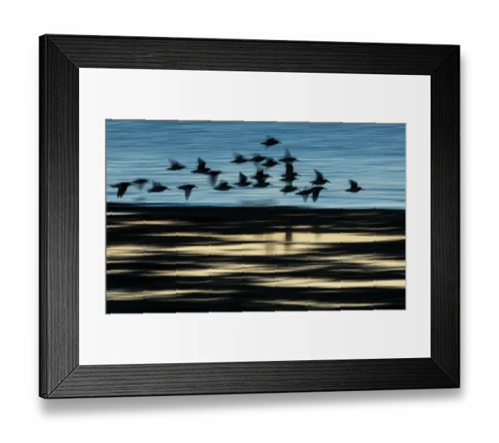 Framed Print : Eurasian Oystercatcher (Haematopus ostralegus) flock, in flight over water, blurred movement, silhouetted at sunrise Framed Print : Eurasian Oystercatcher (Haematopus ostralegus) flock, in flight over water, blurred movement, silhouetted at sunrise