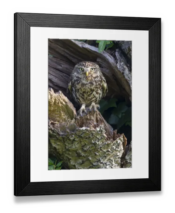 Framed Print : Little Owl (Athene noctua) adult, perched at nesthole entrance in early morning, Oxfordshire, England, June Framed Print : Little Owl (Athene noctua) adult, perched at nesthole entrance in early morning, Oxfordshire, England, June