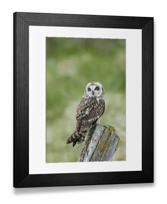 Framed Print : Short-eared Owl (Asio flammeus) adult, perched on post, Iceland, June Framed Print : Short-eared Owl (Asio flammeus) adult, perched on post, Iceland, June
