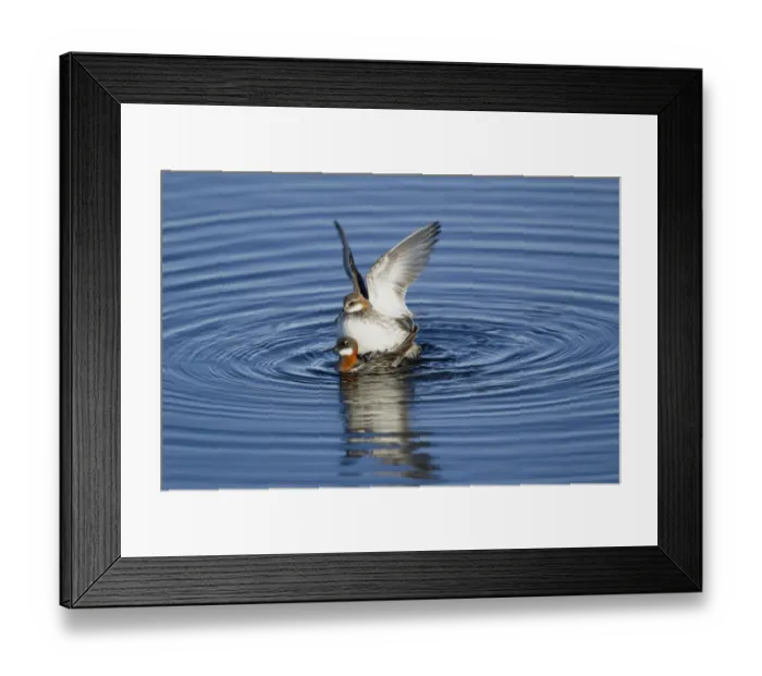 Framed Print : Red-necked Phalarope (Phalaropus lobatus) adult pair, breeding plumage, mating on lake, Lake Myvatn, Iceland, June Framed Print : Red-necked Phalarope (Phalaropus lobatus) adult pair, breeding plumage, mating on lake, Lake Myvatn, Iceland, June
