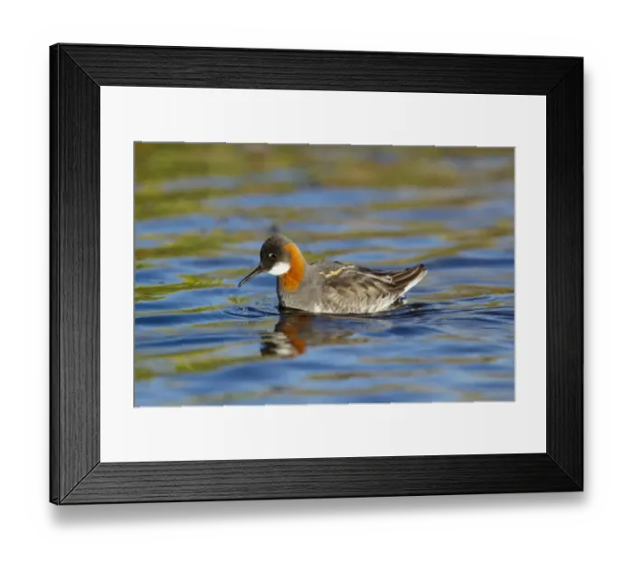 Framed Print : Red-necked Phalarope (Phalaropus lobatus) adult female, breeding plumage, feeding on insect, swimming on lake Framed Print : Red-necked Phalarope (Phalaropus lobatus) adult female, breeding plumage, feeding on insect, swimming on lake