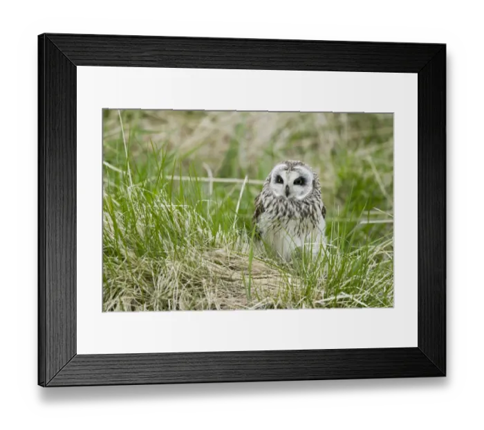 Framed Print : Short-eared Owl (Asio flammeus) adult, standing in long grass, Iceland, June Framed Print : Short-eared Owl (Asio flammeus) adult, standing in long grass, Iceland, June