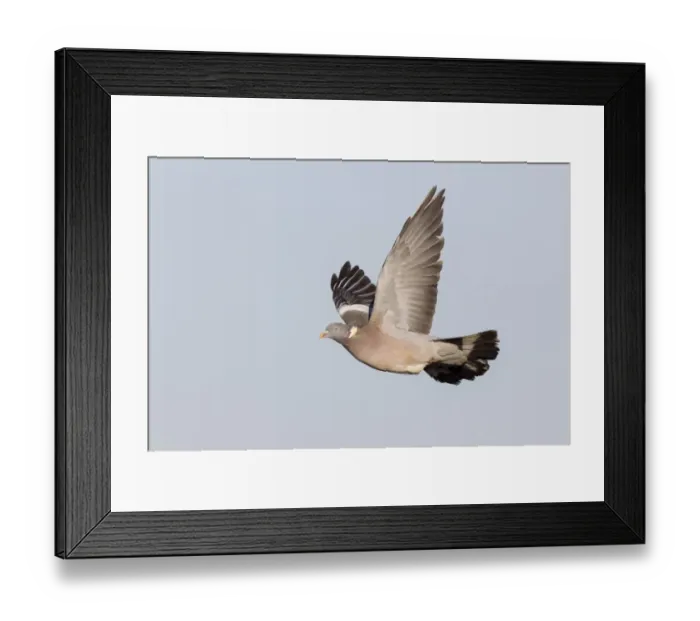 Framed Print : Wood Pigeon (Columba palumbus) adult, in flight, Gloucestershire, England, December Framed Print : Wood Pigeon (Columba palumbus) adult, in flight, Gloucestershire, England, December
