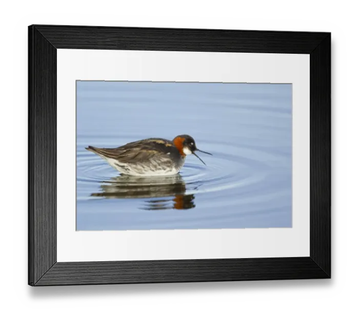 Framed Print : Red-necked Phalarope (Phalaropus lobatus) adult female, breeding plumage, calling on lake, Lake Myvatn, Iceland, June Framed Print : Red-necked Phalarope (Phalaropus lobatus) adult female, breeding plumage, calling on lake, Lake Myvatn, Iceland, June