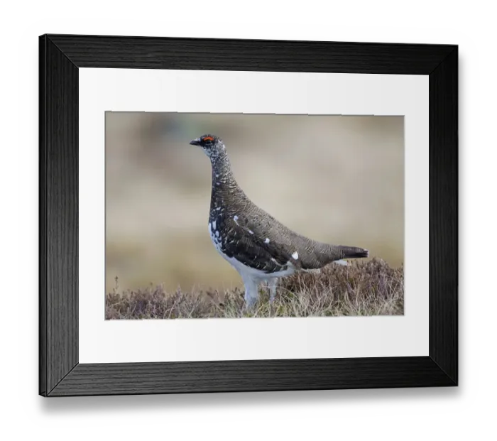 Framed Print : Rock Ptarmigan (Lagopus muta) adult male, breeding plumage, standing, Niederhorn, Swiss Alps, Bernese Oberland Framed Print : Rock Ptarmigan (Lagopus muta) adult male, breeding plumage, standing, Niederhorn, Swiss Alps, Bernese Oberland