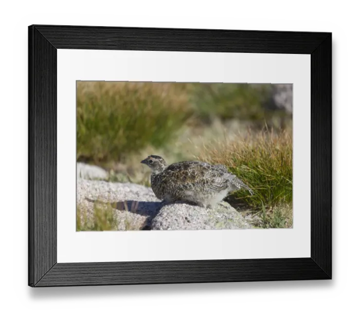 Framed Print : Rock Ptarmigan (Lagopus muta) juvenile, sitting on rock, Cairngorms N. P. Highlands, Scotland, July Framed Print : Rock Ptarmigan (Lagopus muta) juvenile, sitting on rock, Cairngorms N. P. Highlands, Scotland, July