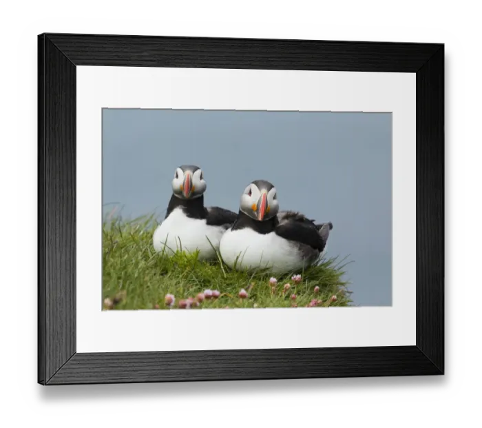 Framed Print : Atlantic Puffin (Fratercula arctica) adult pair, breeding plumage, sitting on clifftop edge, Latrabjarg, Iceland, June Framed Print : Atlantic Puffin (Fratercula arctica) adult pair, breeding plumage, sitting on clifftop edge, Latrabjarg, Iceland, June