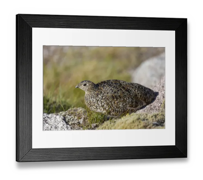 Framed Print : Rock Ptarmigan (Lagopus muta) adult female, summer plumage, standing on moorland, Cairngorms N. P Framed Print : Rock Ptarmigan (Lagopus muta) adult female, summer plumage, standing on moorland, Cairngorms N. P