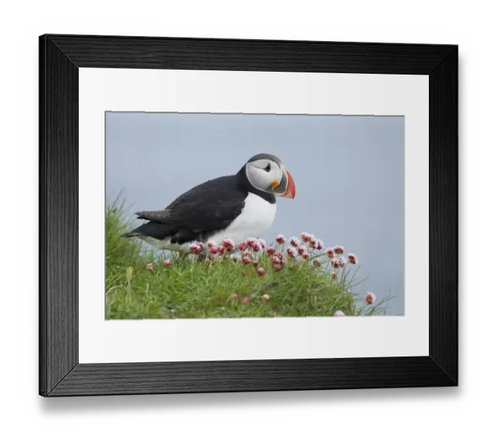 Framed Print : Atlantic Puffin (Fratercula arctica) adult, breeding plumage, standing amongst flowering thrift on clifftop edge Framed Print : Atlantic Puffin (Fratercula arctica) adult, breeding plumage, standing amongst flowering thrift on clifftop edge