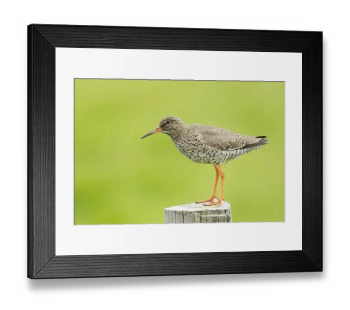Framed Print : Common Redshank (Tringa totanus) adult, breeding plumage, standing on post, Iceland, June Framed Print : Common Redshank (Tringa totanus) adult, breeding plumage, standing on post, Iceland, June
