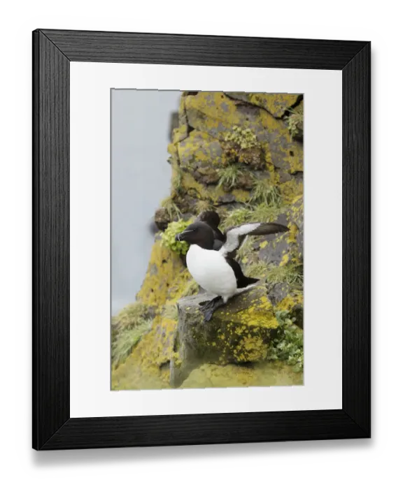 Framed Print : Razorbill (Alca torda) adult, breeding plumage, with wings raised, standing on cliff ledge, Latrabjarg, Iceland, June Framed Print : Razorbill (Alca torda) adult, breeding plumage, with wings raised, standing on cliff ledge, Latrabjarg, Iceland, June