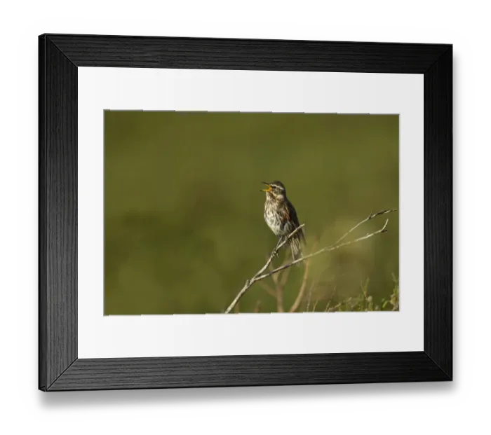 Framed Print : Redwing (Turdus iliacus coburni) adult, singing, perched on twig, Iceland, June Framed Print : Redwing (Turdus iliacus coburni) adult, singing, perched on twig, Iceland, June