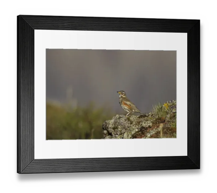 Framed Print : Redwing (Turdus iliacus coburni) adult, standing on rock surrounded by flies, Iceland, June Framed Print : Redwing (Turdus iliacus coburni) adult, standing on rock surrounded by flies, Iceland, June