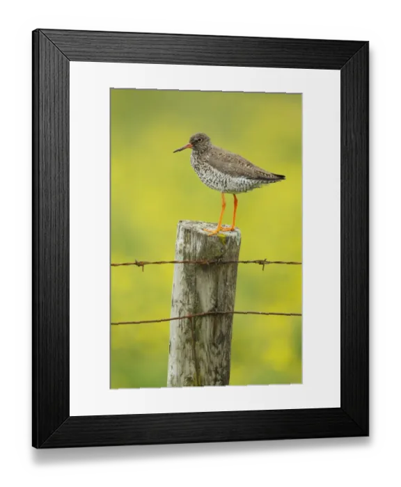 Framed Print : Common Redshank (Tringa totanus) adult, breeding plumage, standing on fencepost with flowering buttercup meadow in