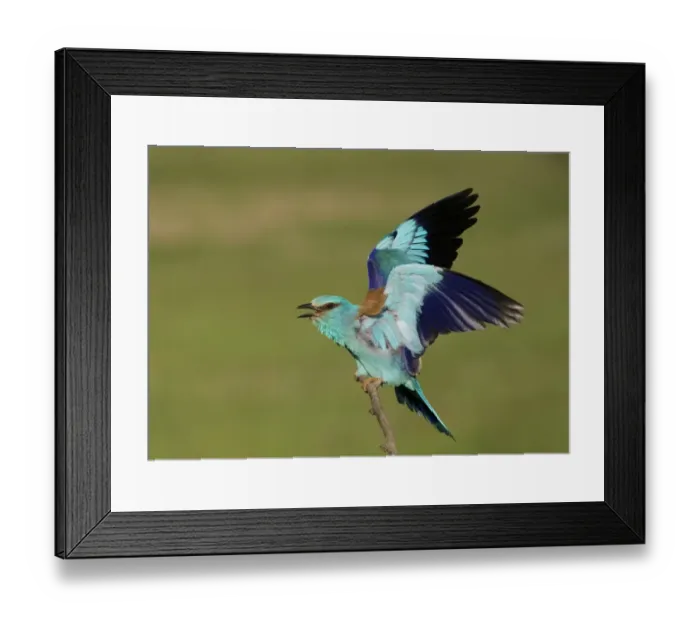 Framed Print : European Roller (Coracias garrulus) adult, displaying, perched on branch, Hortobagy N. P. Hungary, May Framed Print : European Roller (Coracias garrulus) adult, displaying, perched on branch, Hortobagy N. P. Hungary, May