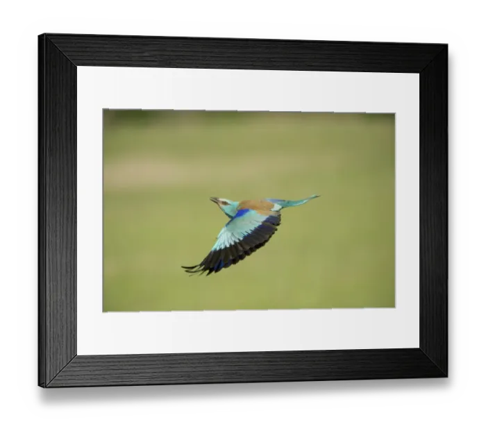 Framed Print : European Roller (Coracias garrulus) adult, in flight, Hortobagy N. P. Hungary, May Framed Print : European Roller (Coracias garrulus) adult, in flight, Hortobagy N. P. Hungary, May