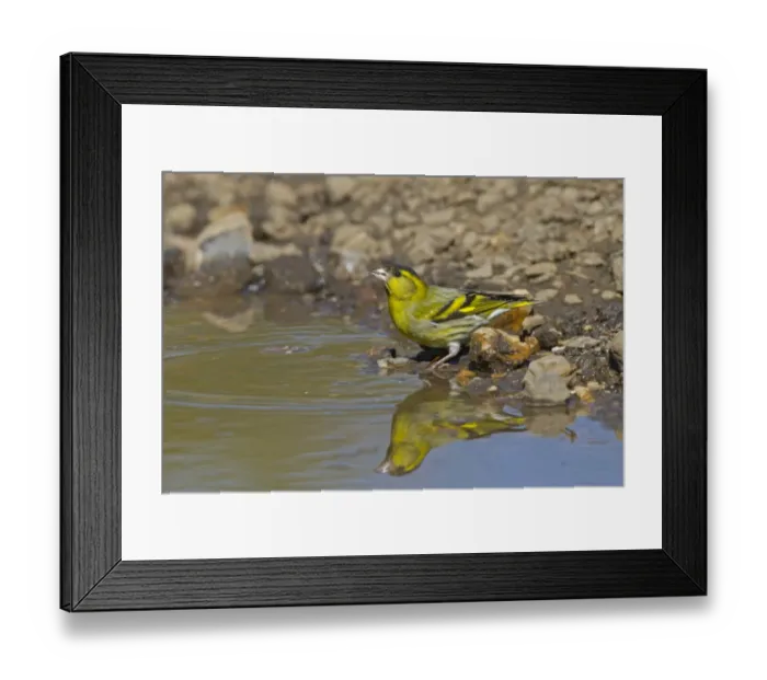 Framed Print : Eurasian Siskin (Carduelis spinus) adult male, drinking at puddle, Norfolk, England, April Framed Print : Eurasian Siskin (Carduelis spinus) adult male, drinking at puddle, Norfolk, England, April