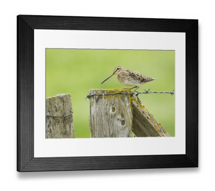 Framed Print : Common Snipe (Gallinago gallinago) adult, standing on fencepost, Iceland, June Framed Print : Common Snipe (Gallinago gallinago) adult, standing on fencepost, Iceland, June