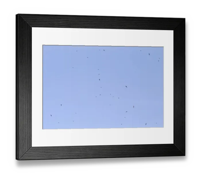 Framed Print : Common Swift (Apus apus) flock, in flight, feeding, Castilla y Leon, Spain, June Framed Print : Common Swift (Apus apus) flock, in flight, feeding, Castilla y Leon, Spain, June