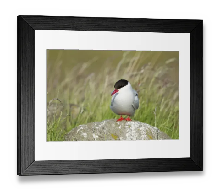 Framed Print : Arctic Tern (Sterna paradisea) adult, breeding plumage, standing on rock, Iceland, June Framed Print : Arctic Tern (Sterna paradisea) adult, breeding plumage, standing on rock, Iceland, June