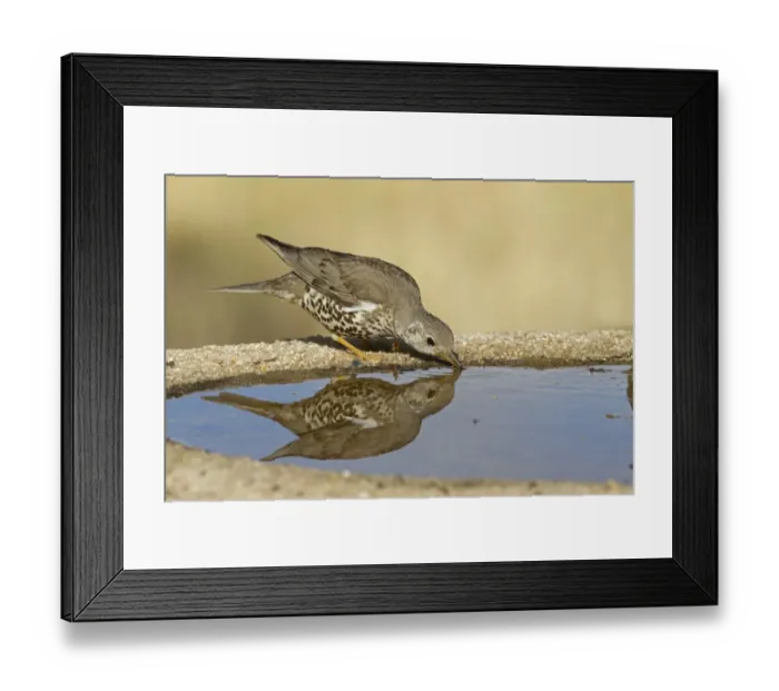 Framed Print : Mistle Thrush (Turdus viscivorus) adult, drinking at pool, Castilla y Leon, Spain, May Framed Print : Mistle Thrush (Turdus viscivorus) adult, drinking at pool, Castilla y Leon, Spain, May