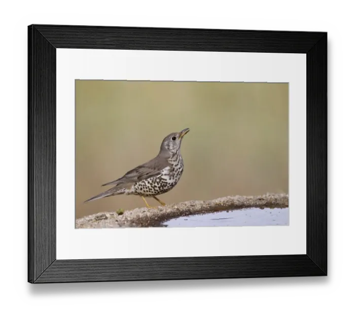Framed Print : Mistle Thrush (Turdus viscivorus) adult, drinking at pool, Castilla y Leon, Spain, May Framed Print : Mistle Thrush (Turdus viscivorus) adult, drinking at pool, Castilla y Leon, Spain, May