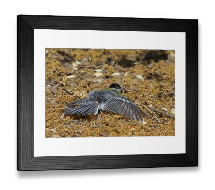 Framed Print : Great Tit (Parus major) adult, sunning on ground, Castilla y Leon, Spain, June Framed Print : Great Tit (Parus major) adult, sunning on ground, Castilla y Leon, Spain, June
