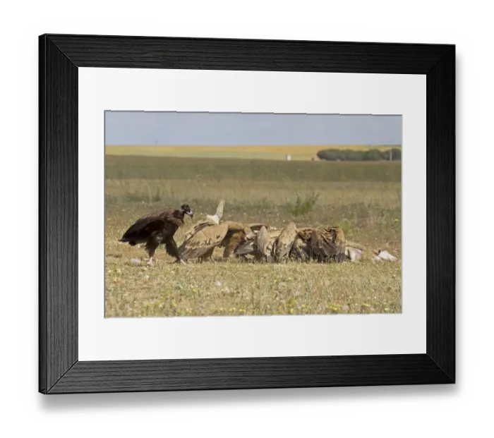 Framed Print : Eurasian Black Vulture (Aegypius monachus) juvenile, and Eurasian Griffon Vulture (Gyps fulvus) flock Framed Print : Eurasian Black Vulture (Aegypius monachus) juvenile, and Eurasian Griffon Vulture (Gyps fulvus) flock
