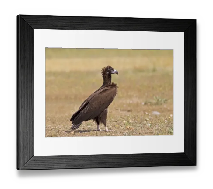 Framed Print : Eurasian Black Vulture (Aegypius monachus) juvenile, standing in field, Castilla y Leon, Spain, May Framed Print : Eurasian Black Vulture (Aegypius monachus) juvenile, standing in field, Castilla y Leon, Spain, May
