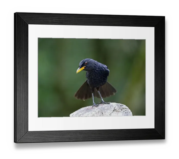 Framed Print : Blue Whistling-thrush (Myiophonus caeruleus dichrorhynchus) adult, with tail fanned, perched on post Framed Print : Blue Whistling-thrush (Myiophonus caeruleus dichrorhynchus) adult, with tail fanned, perched on post